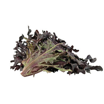 Wholesale Dix Farms Baby Red Oak Lettuce 2lb- Bulk