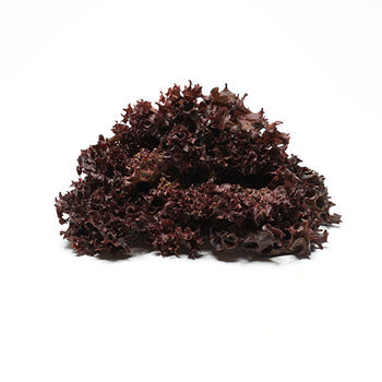 Wholesale Dix Farms Baby Lola Rosa Lettuce 2lb- Bulk