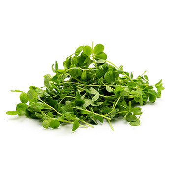 Wholesale Dix Farms Pea Greens, Local 8oz- Bulk
