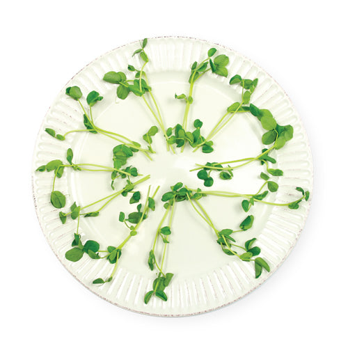 Wholesale Dix Farms Pea Greens, Local 8oz- Bulk