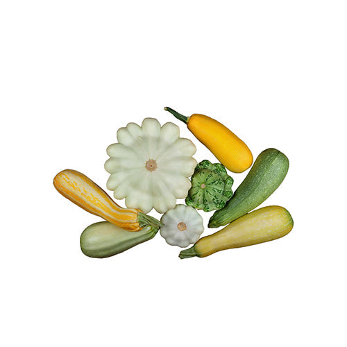 Wholesale Sun Farm Toy Box Squash Local, Local- Bulk