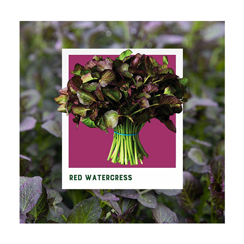 Wholesale B & W Red Watercress Greens 1.5lb- Bulk