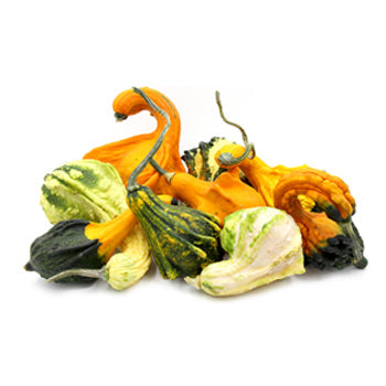 Wholesale Dix Farms Gourds- Bulk