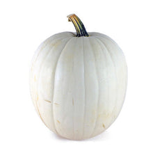 Wholesale Local Farm Local Large White Pumpkins- Bulk