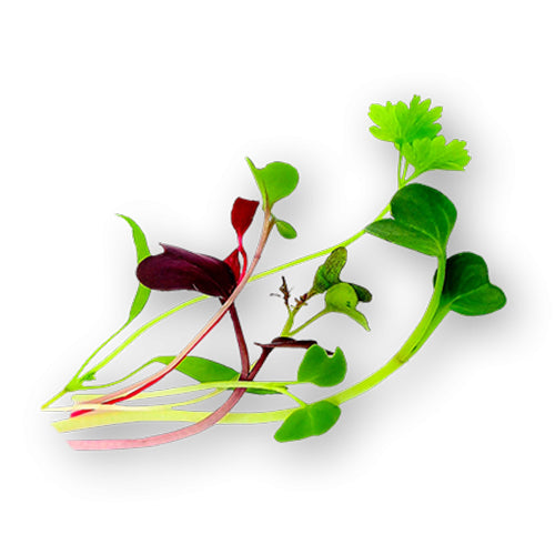 Wholesale Flavour Fields Local Rainbow Microgreens 8oz- Bulk