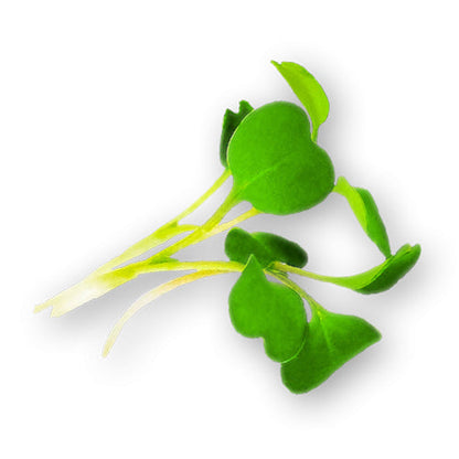 Wholesale Flavour Fields Local Arugula Microgreens 8oz- Bulk