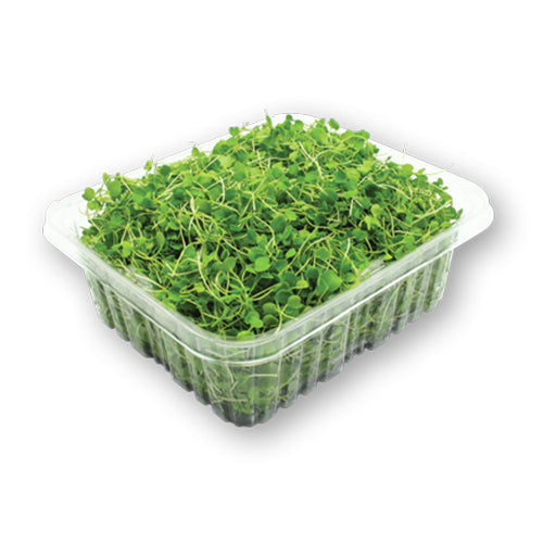 Wholesale Flavour Fields Local Arugula Microgreens 8oz- Bulk