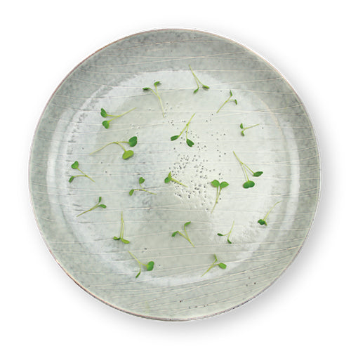 Wholesale Flavour Fields Local Arugula Microgreens 8oz- Bulk
