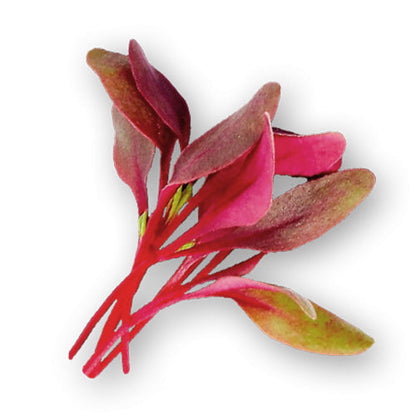 Wholesale Flavour Fields Bull's Blood Microgreens 8oz- Bulk