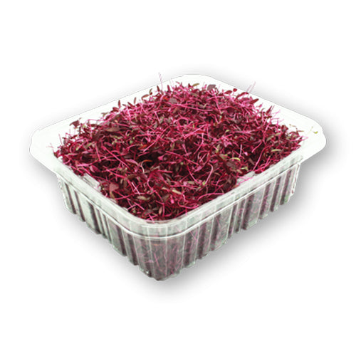 Wholesale Dix Farms Red Amaranth Micro Greens 4oz- Bulk