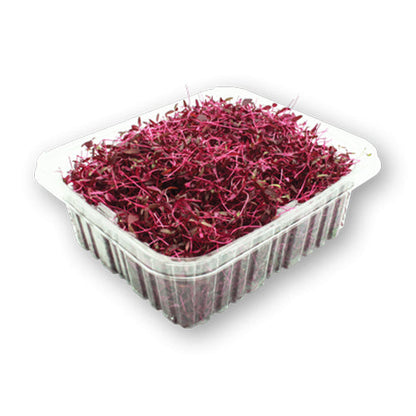 Wholesale Dix Farms Red Amaranth Micro Greens 4oz- Bulk