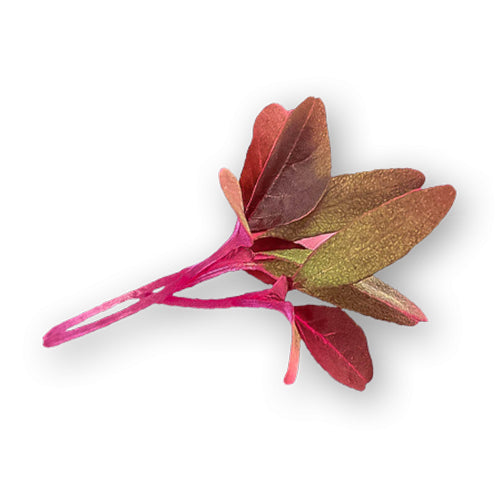 Wholesale Dix Farms Red Amaranth Micro Greens 4oz- Bulk
