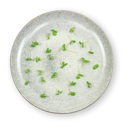 Wholesale Flavour Fields Green Basil Microgreens 4oz- Bulk