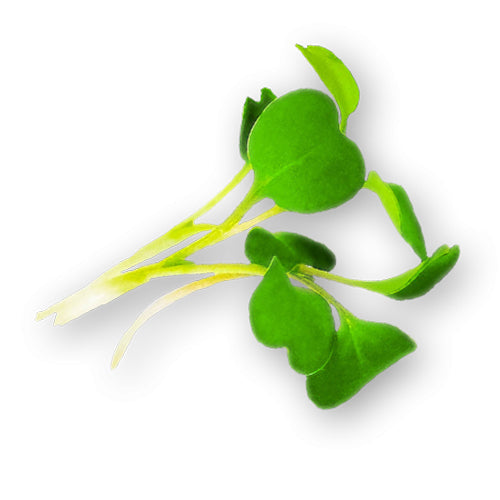 Wholesale Flavour Fields Asian Mix Micro Greens 4oz- Bulk