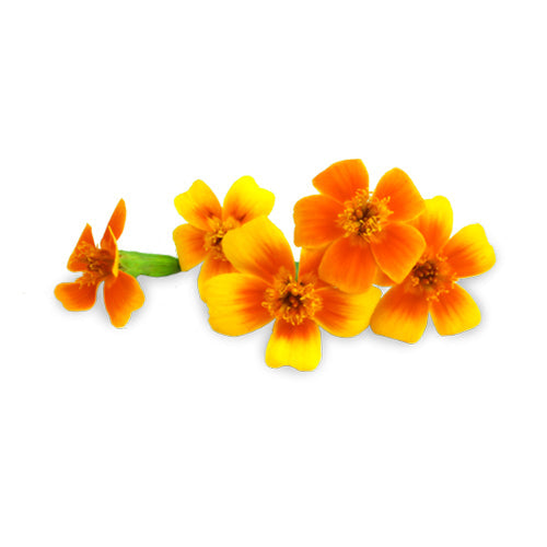 Wholesale Flavour Fields Micro Marigold Blossoms- Bulk