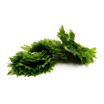Wholesale Flavour Fields Green Shiso Leaves- Bulk