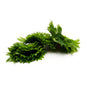 Wholesale Flavour Fields Green Shiso Leaves- Bulk
