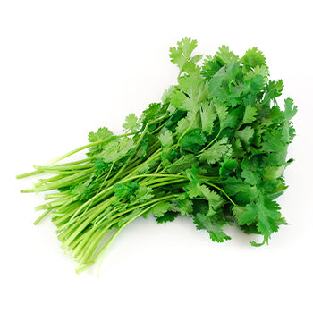 Wholesale Dix Farms Cilantro- Bulk