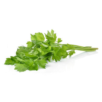 Wholesale Dix Farms Cilantro- Bulk