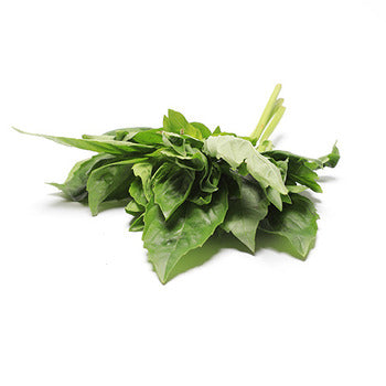 Wholesale Dix Farms Basil 1lb- Bulk