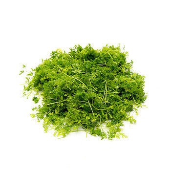 Wholesale Dix Farms Chervil 4oz- Bulk