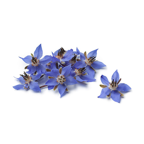 Wholesale Dix Farms Borage Blossoms- Bulk