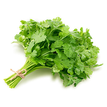 Wholesale Dix Farms Bunched Cilantro- Bulk