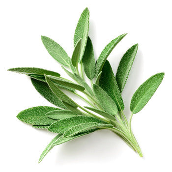 Wholesale Dix Farms Sage 4oz- Bulk