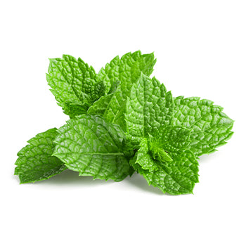 Wholesale Dix Farms Mint 2lb- Bulk