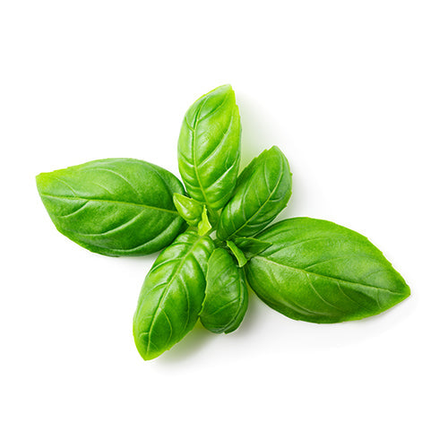 Wholesale Dix Farms Cut Top Basil 4oz- Bulk