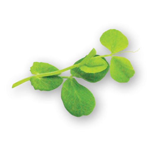 Wholesale Flavour Fields Pea Tendrils 8oz- Bulk