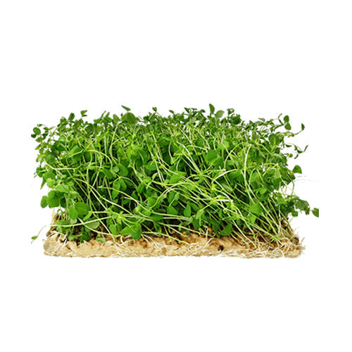 Wholesale Flavour Fields Pea Tendrils 8oz- Bulk