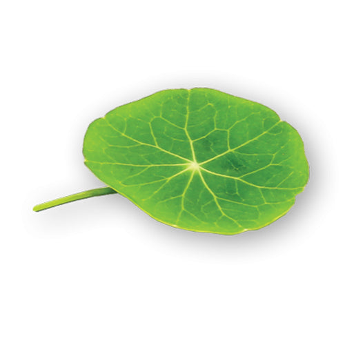 Wholesale Flavour Fields Nasturtium Leaves- Bulk