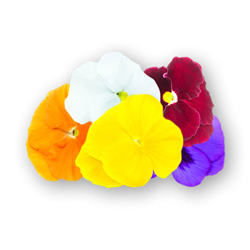 Wholesale Flavour Fields Pansy Blossoms- Bulk