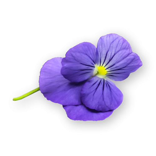 Wholesale Flavour Fields Viola Blossoms- Bulk