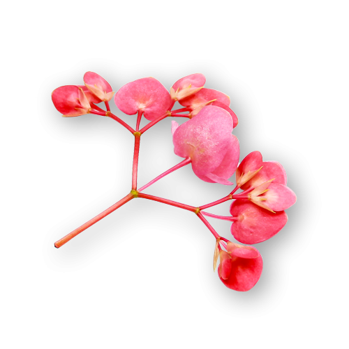 Wholesale Flavour Fields Apple Blossom 4oz- Bulk