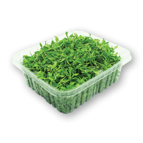 Wholesale Flavour Fields Cilantro Microgreens 4oz- Bulk