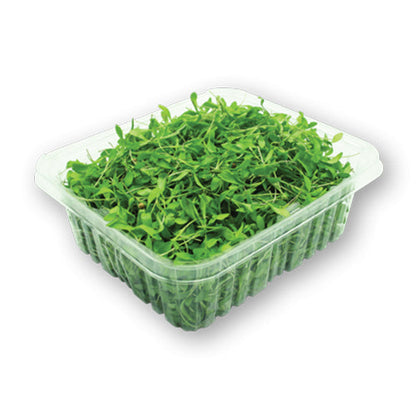 Wholesale Flavour Fields Cilantro Microgreens 4oz- Bulk