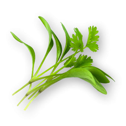 Wholesale Flavour Fields Cilantro Microgreens 4oz- Bulk