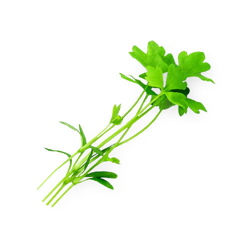 Wholesale Dix Farms Celery Microgreens 4oz- Bulk