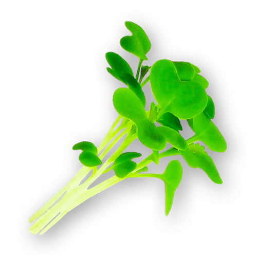 Wholesale Flavour Fields Wasabi Microgreens 4oz- Bulk
