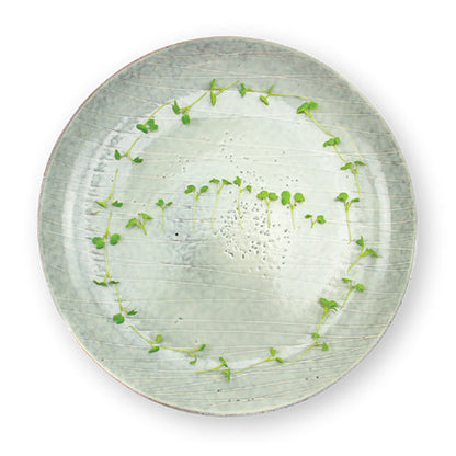 Wholesale Flavour Fields Wasabi Microgreens 4oz- Bulk