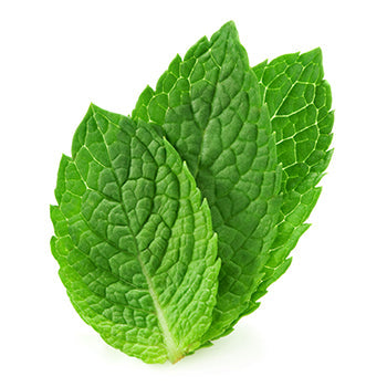 Wholesale Dix Farms Mint 1lb- Bulk