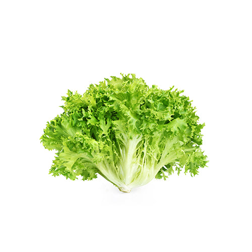 Wholesale Local Farm Fresh Escarole, Local- Bulk
