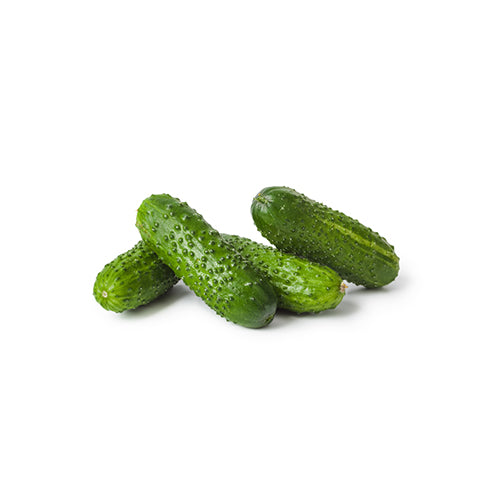 Wholesale Local Farm Fresh Cucumber Pickling, Local- Bulk