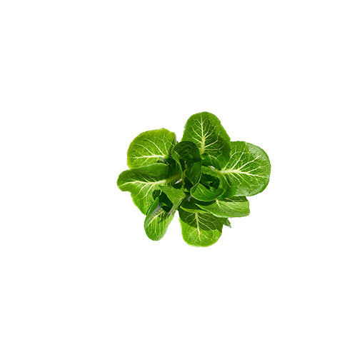 Wholesale Gotham Greens Romaine Heads Lettuce 2.5lb- Bulk