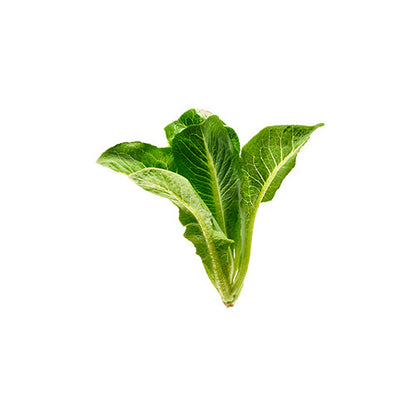 Wholesale Gotham Greens Romaine Heads Lettuce 2.5lb- Bulk