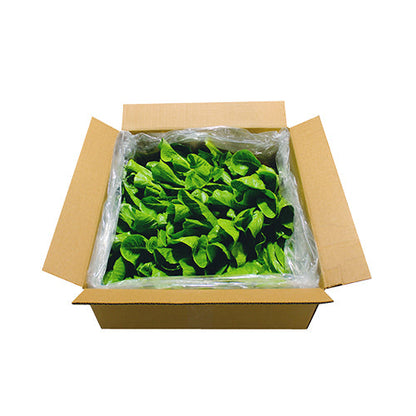 Wholesale Gotham Greens Romaine Heads Lettuce 2.5lb- Bulk