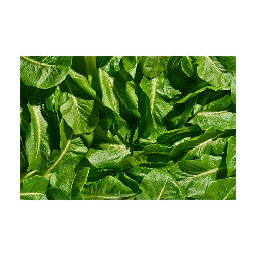 Wholesale Gotham Greens Romaine Heads Lettuce 2.5lb- Bulk