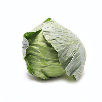 Wholesale Dix Farms Green Cabbage- Bulk